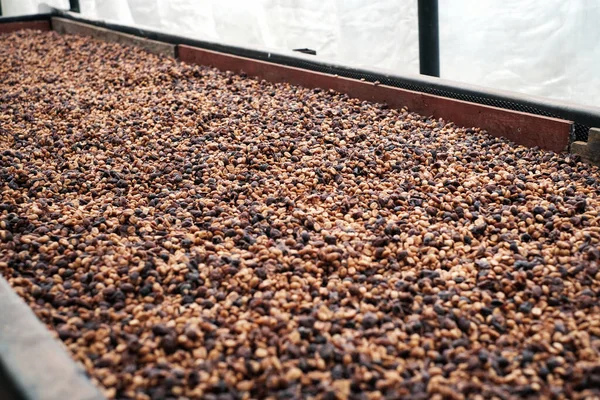 Honey Process, Cherry coffee beans, coffee ripeness dry.