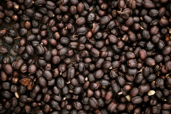 Dry black coffee seeds, Coffee Processing ,Natural Dry Process ,Pulped-natural, Semi-dry Process.