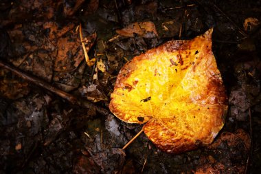 Yellow leaf texture over the ground