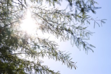 Tree branches against blue sky and sun rays at spring