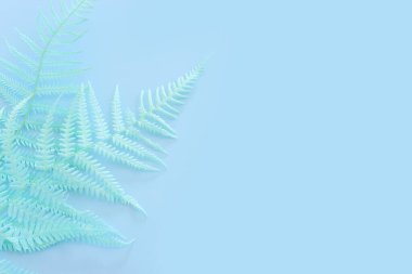 Top view image of pastel dry fiddlehead ferns over blue background .Flat lay