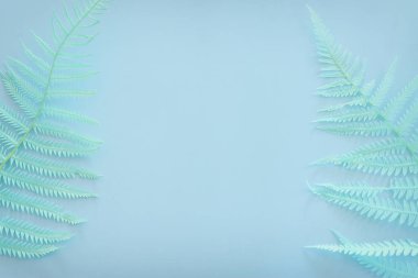 Top view image of pastel dry fiddlehead ferns over blue background .Flat lay