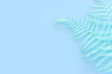 Top view image of pastel dry fiddlehead ferns over blue background .Flat lay