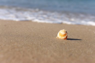 image of sandy summer beach and seashell at sun light