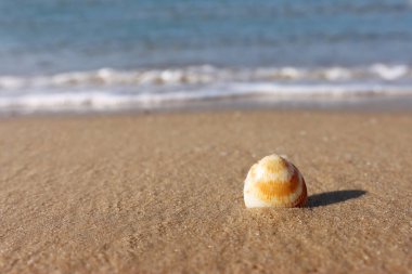image of sandy summer beach and seashell at sun light