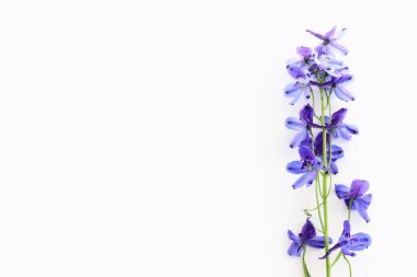 Beyaz izole arkaplan üzerinde menekşe desenli çiçek bileşiminin üst görünümü