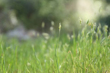 Çayırda taze çiçek, baharda doğanın güzelliği.