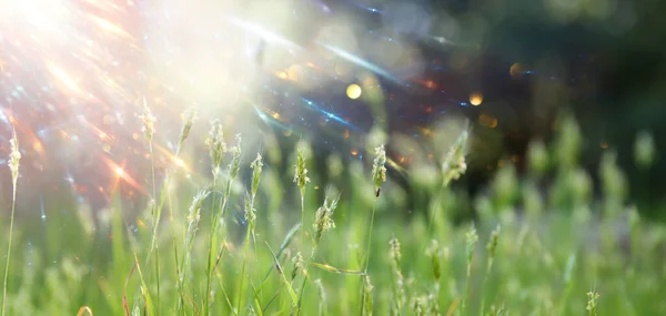 Frische Blüte Auf Der Wiese Die Schönheit Der Natur Frühling — Stockfoto