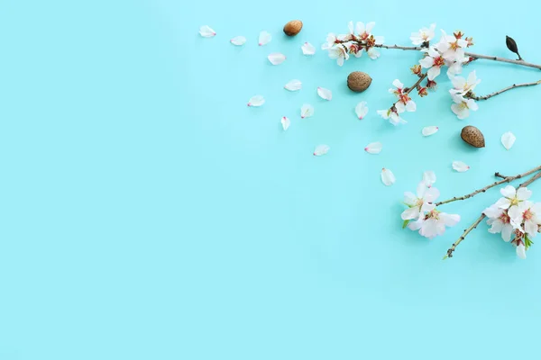 青いパステルを背景に春の白桜のイメージ — ストック写真