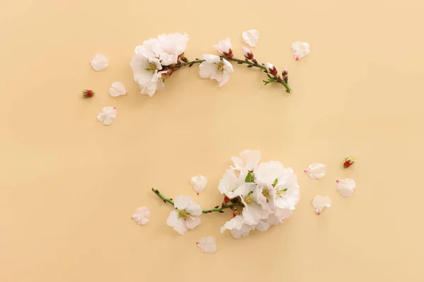 Image Spring White Cherry Blossoms Tree Pink Pastel Background — Stock Photo, Image