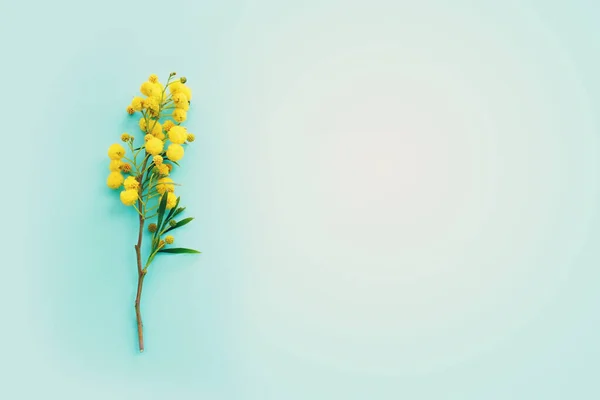 stock image Top view image of spring yellow mimosa flowers composition over pastel blue background
