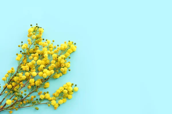 Widok Góry Obraz Wiosna Żółty Mimosa Kwiaty Kompozycja Nad Pastelowym — Zdjęcie stockowe