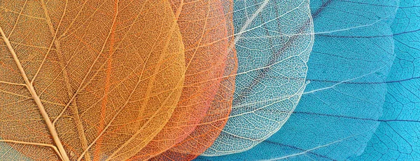 Renkli Şeffaf Narin Iskelet Yaprakları — Stok fotoğraf