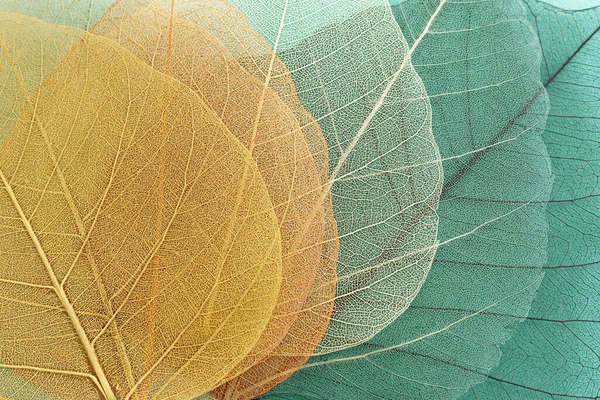 Folhas Esqueleto Coloridas Transparentes Delicadas — Fotografia de Stock