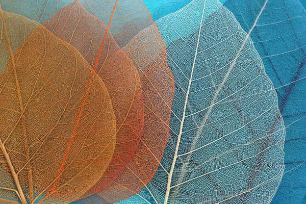 Colorful Transparent Delicate Skeleton Leaves — Stock Photo, Image