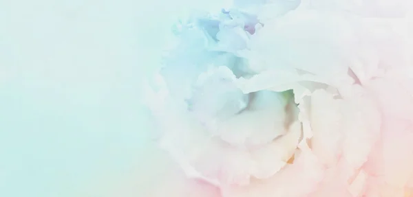 Bild Von Oben Mit Zarter Blume Über Pastellfarbenem Hintergrund — Stockfoto