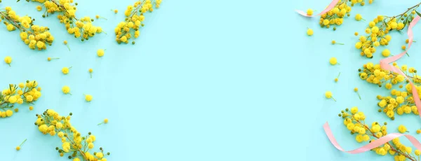 Ovanifrån Bild Fjäder Gul Mimosa Blommor Sammansättning Över Pastell Blå — Stockfoto