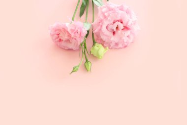 Hassas çiçeğin üst görünümü pastel arkaplan üzerinde