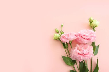 Hassas çiçeğin üst görünümü pastel arkaplan üzerinde