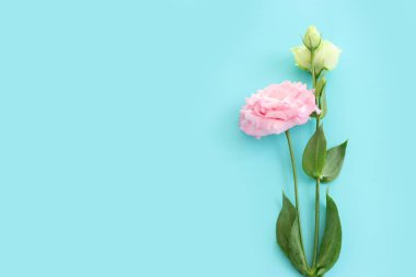 Pastel mavi arkaplan üzerinde narin lisianthus çiçeklerinin üst görünümü