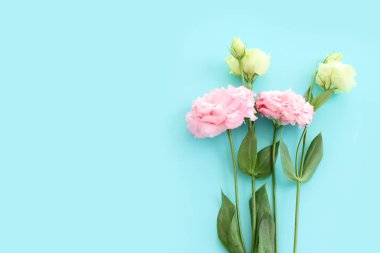 Pastel mavi arkaplan üzerinde narin lisianthus çiçeklerinin üst görünümü