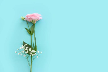 Pastel mavi arkaplan üzerinde narin lisianthus çiçeklerinin üst görünümü