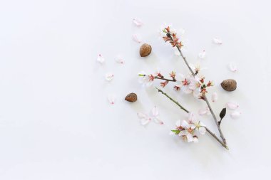 İzole edilmiş beyaz arkaplan üzerinde bahar badem çiçekleri ağacı görüntüsü