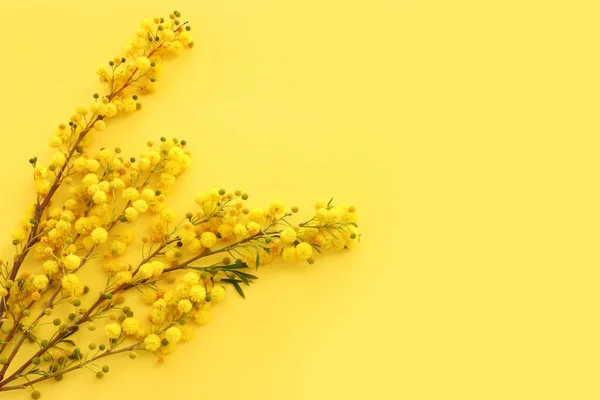 Ovanifrån Bild Fjäder Gul Mimosa Blommor Sammansättning Bakgrund — Stockfoto