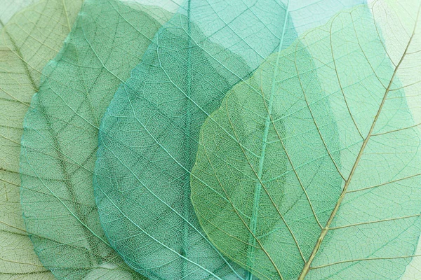 多彩的透明而精致的骨骼树叶 — 图库照片