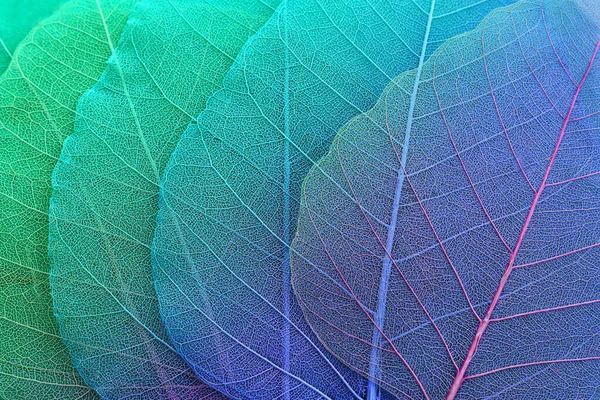 Πολύχρωμα Διαφανή Και Λεπτά Φύλλα Σκελετού — Φωτογραφία Αρχείου