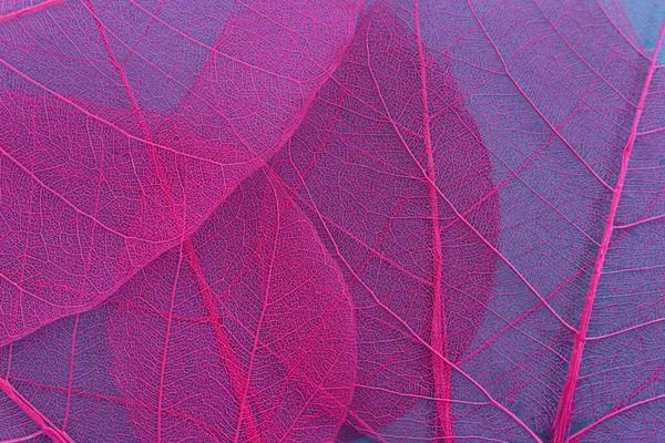 多彩的透明而精致的骨骼树叶 — 图库照片