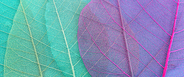 Colorful transparent and delicate skeleton leaves