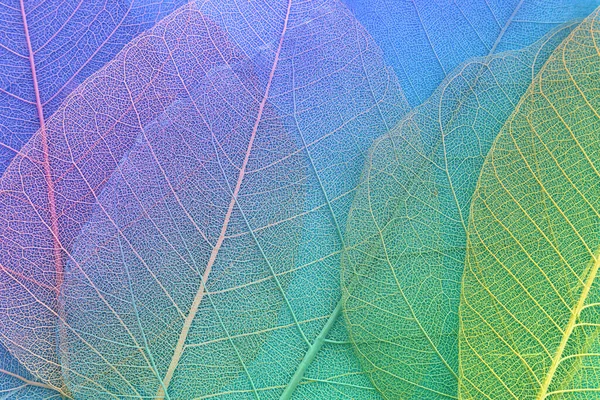 Colorful Transparent Delicate Skeleton Leaves — Stock Photo, Image