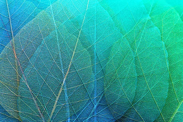 Colorate Foglie Scheletro Trasparenti Delicate — Foto Stock