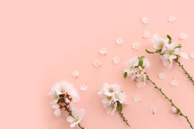 Pembe pastel arka planda bahar beyaz kiraz çiçekleri resmi
