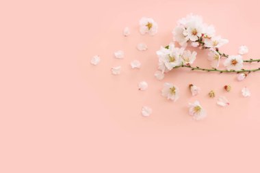 Pembe pastel arka planda bahar beyaz kiraz çiçekleri resmi