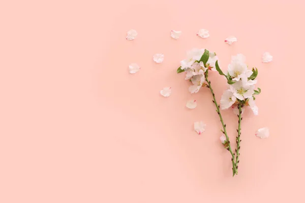 분홍빛 배경에 벚꽃이 — 스톡 사진