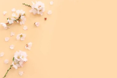 Sarı pastel arka plan üzerinde bahar beyaz kiraz çiçekleri resmi