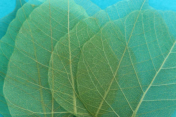 Folhas Esqueleto Coloridas Transparentes Delicadas — Fotografia de Stock