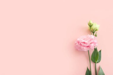 Pastel arkaplan üzerinde narin pembe çiçeğin üst görünümü
