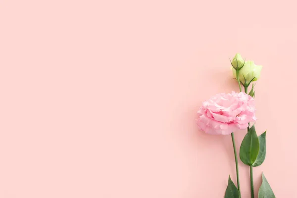 Изображение Тонкого Розового Цветка Фоне Пастели — стоковое фото