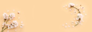 Sarı pastel arka plan üzerinde bahar beyaz kiraz çiçekleri resmi
