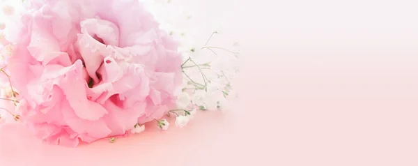 Nahaufnahme Bild Von Zarten Rosa Blumen Auf Pastellfarbenem Hintergrund Selektiver — Stockfoto