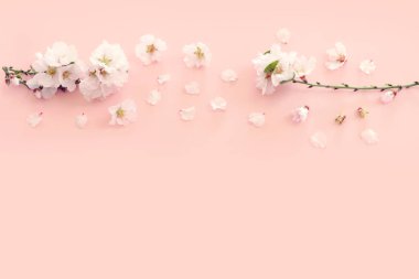 Pembe pastel arka planda bahar beyaz kiraz çiçekleri resmi