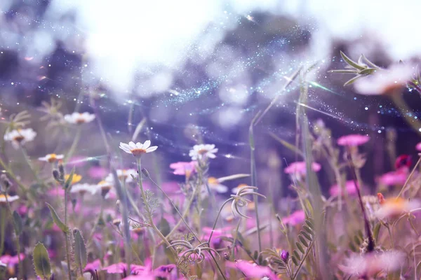 Frisches Gras Und Blumen Die Frühling Wald Wachsen — Stockfoto