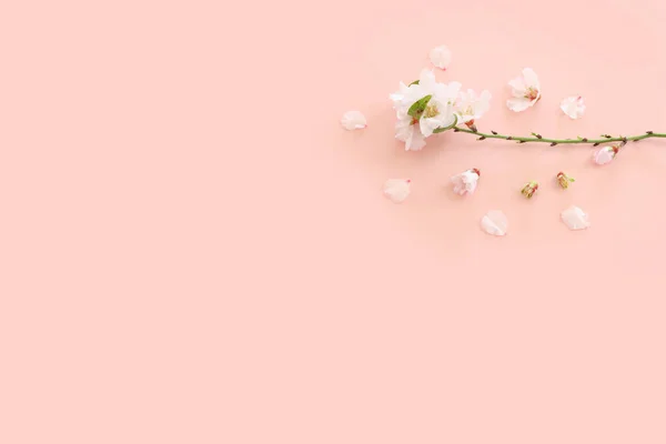 Image Printemps Fleurs Cerisier Blanc Arbre Sur Fond Rose Pastel — Photo
