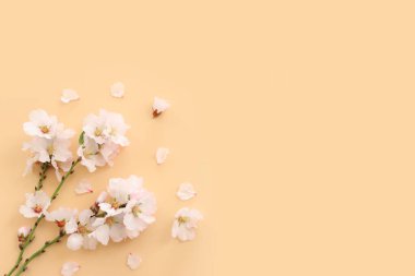 Sarı pastel arka plan üzerinde bahar beyaz kiraz çiçekleri resmi