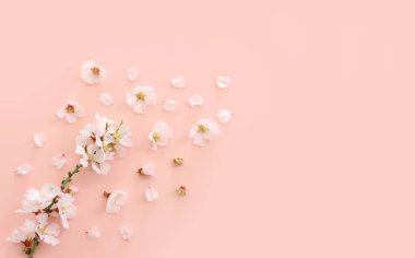 Pembe pastel arka planda bahar beyaz kiraz çiçekleri resmi