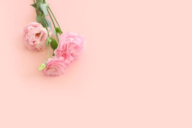 Pastel arkaplan üzerinde narin pembe çiçeklerin üst görünümü