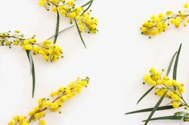 Beyaz arkaplan üzerinde bahar sarısı mimoza çiçeklerinin üst görünümü